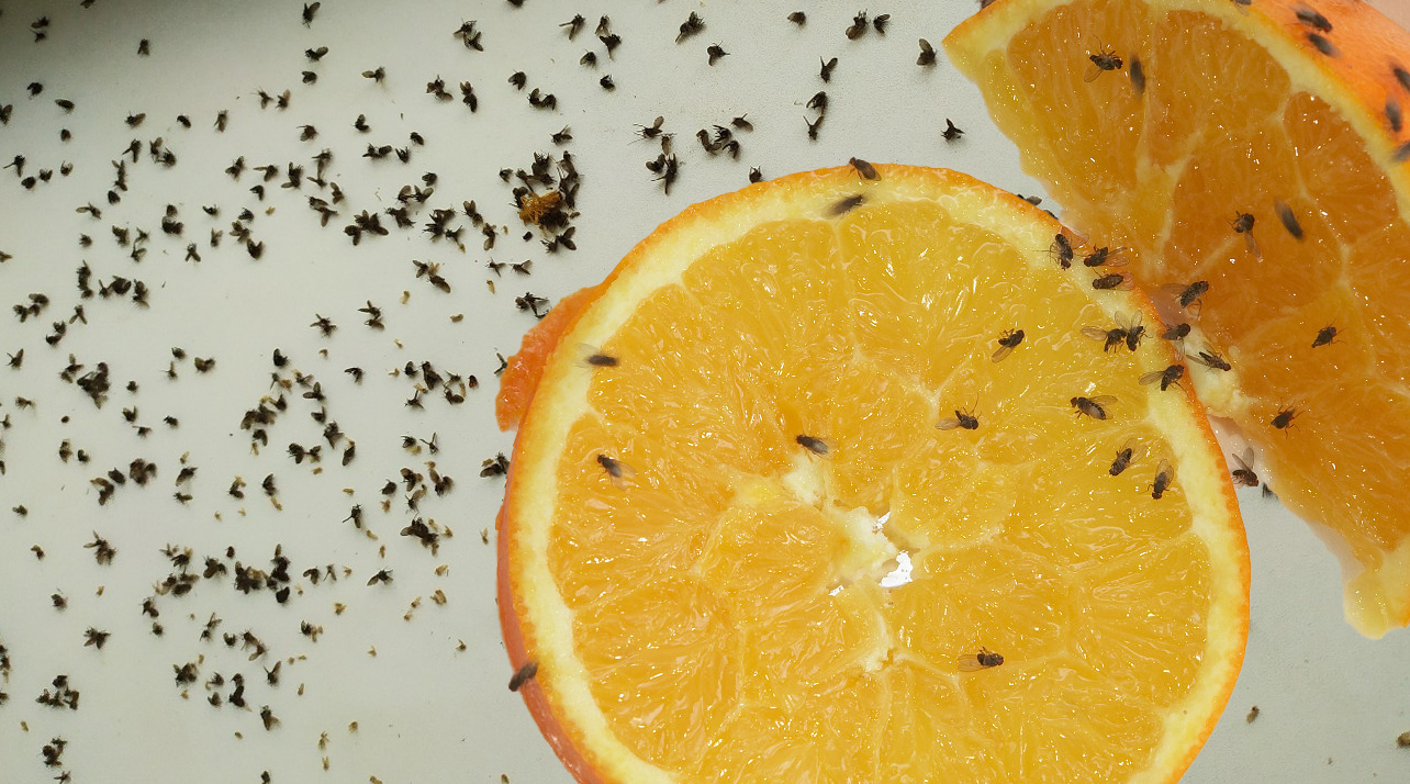 vliegjes voorgoed te verbannen